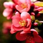 Chaenomeles japonica Flower