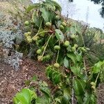 Prunus ilicifolia ഫലം