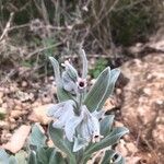 Cynoglossum cheirifolium Květ