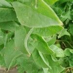 Centaurea macrocephala Hoja