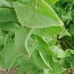 Centaurea macrocephala Blad