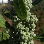 Chenopodium quinoa Fruit