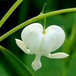 Lamprocapnos spectabilis Flower