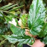 Begonia acutifolia Liść