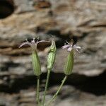 Silene bridgesii Flower