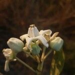 Calotropis gigantea Floare