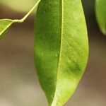 Detarium macrocarpum Blatt