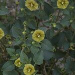 Physalis crassifolia Habitatea