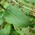 Serratula tinctoria Fuelha