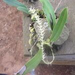 Bulbophyllum cocoinum 整株植物