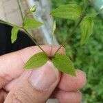 Moehringia trinervia Leaf