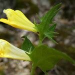 Melampyrum pratense Kvet