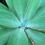 Agave attenuataLeaf