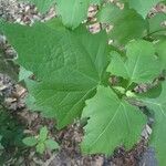 Smallanthus uvedalia Leaf