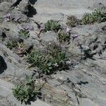 Limonium dodartii عادت داشتن