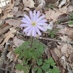 Anemone blandaFlower