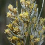 Artemisia cana 花