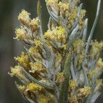 Artemisia cana Flor