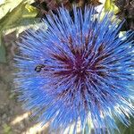 Cynara cardunculus花