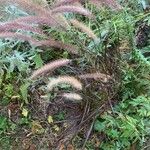 Pennisetum setaceumBlad