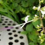 Orthosiphon aristatus Flower