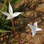 Conostomium quadrangulare Blomma