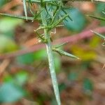 Ulex europaeus Leaf