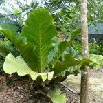 Anthurium bonplandii Levél