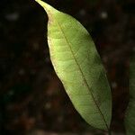 Trichilia surinamensis Liść