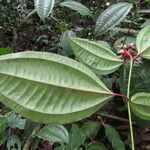 Miconia lateriflora Feuille