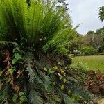 Cycas circinalis Folha