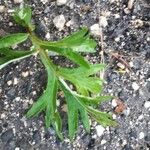 Artemisia verlotiorum Leaf