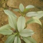 Philodendron hastatum Hoja