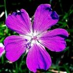 Geranium palustreFloare