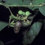 Solanum schlechtendalianum Vili