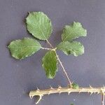 Rubus winteri Blad