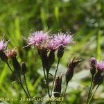 Serratula tinctoria Flors