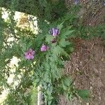 Hibiscus syriacusFloro