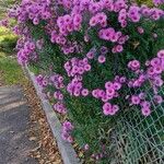 Symphyotrichum novae-angliaeKukka