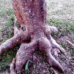 Bursera simaruba പുറംതൊലി