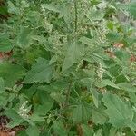 Chenopodium album Folha