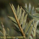 Astragalus granatensis