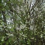 Prunus cerasus Flors