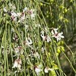 Retama monosperma Flower