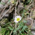 Erigeron karvinskianusЦвят