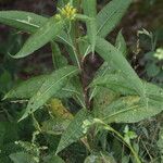 Senecio ovatus Blatt