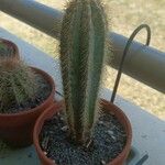 Pilosocereus pachycladus List