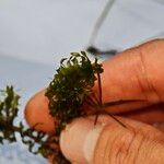 Elodea nuttallii Hoja
