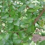 Luma chequen Blatt