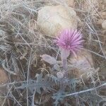 Lactuca tuberosa 整株植物